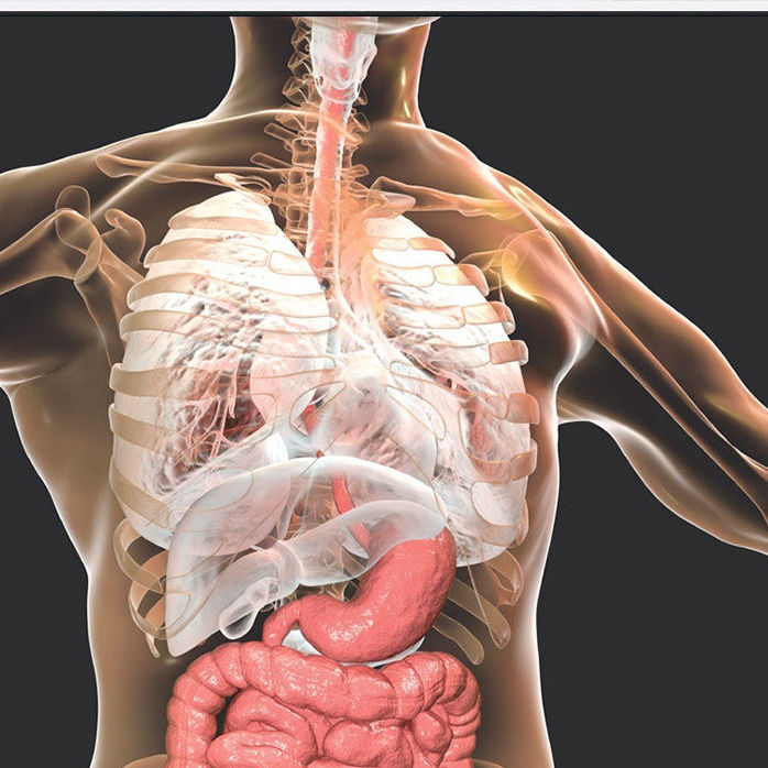 Major Systems In The Human Body Advanced Course