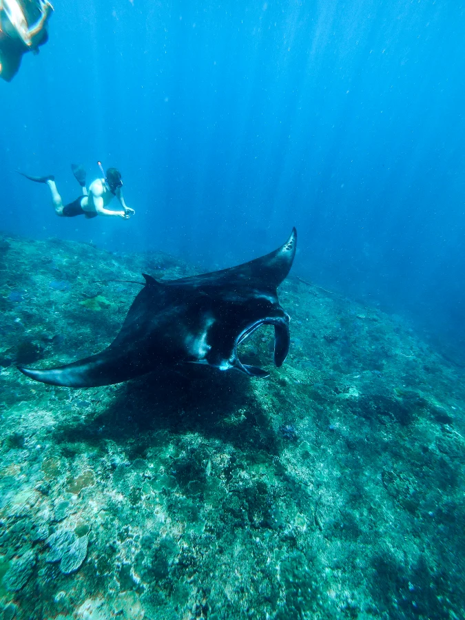Drishti Beats Bali Yoga Retreat 2025 Snorkling